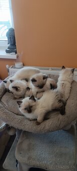 Ragdoll mačiatka, mačka - 5