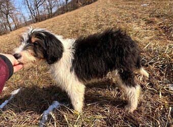Pulrocni pejsek bordoodle s PP - 5