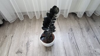 Zamioculcas Raven (čierny) - 5