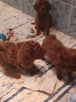 Pudel Trpaslíči - 5