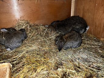 Francúzsky baran - 5