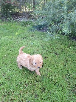 Maltipoo - 5