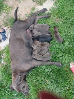 Predám šteniatka Cane Corso + Bandog - 5