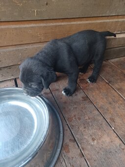 Predám šteniatka Cane Corso + Bandog - 5