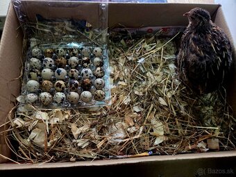 Násadové vajíčka prepelice Faraón Jumbo - 5