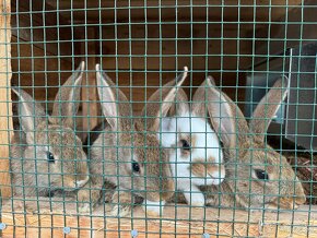 Predám králiky/ zajace - 5