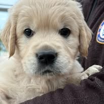 šteniatka Zlatého retrievera s PP - 5