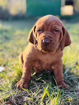 Maďarská vyžla šteniatka - 5