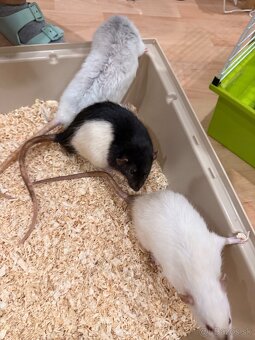 Hľadáme domov pre troch potkaníkov - 5