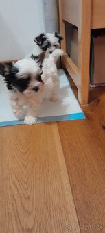 Yorkshirský terrier -biewer - 5