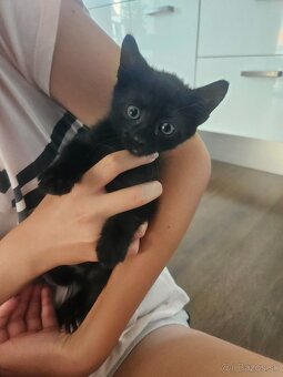 Lucky hľadá zodpovednú rodinu - 5