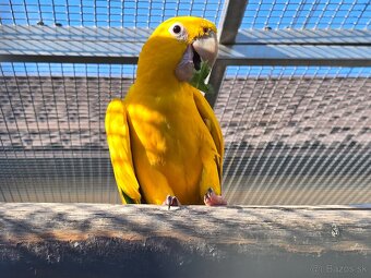 Aratinga guarouba - ručne dokŕmené mláďatká + pod rodičmi - 5