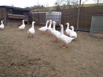 Slovenská biela hus - 5