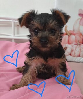 Yorkshire teriér šteniatka - 5