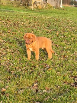 Bordeauxská doga s PP - 5