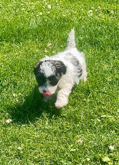 Maltipoo - 5