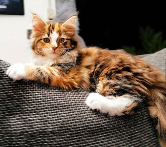 Krásne mačiatka plemena Ragdoll, Bengálsko a Maine Coon sú k - 5