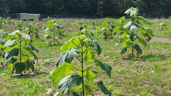 Paulownia- vysadte si svoj vlastný les - 5