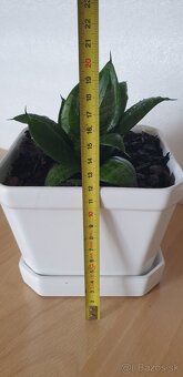 Orchidea - 5