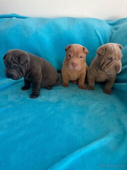 Sharpei,Shar-pei,šarpej - 5