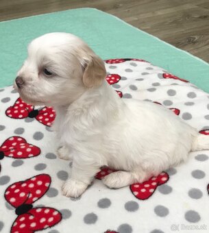 Havanský psík -Bichon havanský s PP - 5