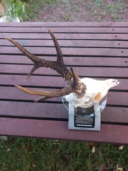 Srnčie trofeje ...2ks. - 5