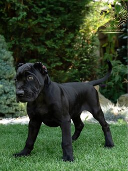 Bandog - 5