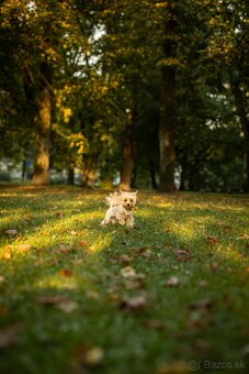 Krytie - Yorkshirsky Teriér - 5