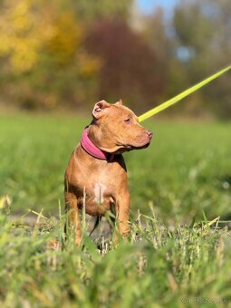 American bully ABKC - 5