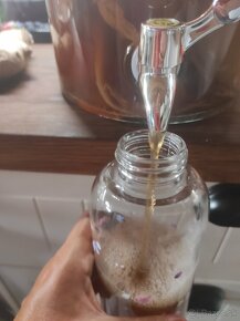 Kombucha - 5
