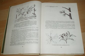 Štepenie, očkovanie a preštepovanie drevín - 5