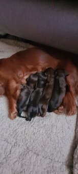 Jazvecik trp.kr. dlhosrsty s PP - 5