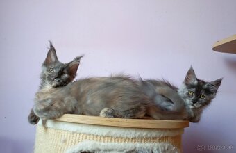 Maine Coon s PP - 5