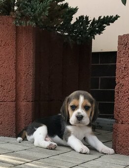 Bigl Bígel Beagle s PP FCI - 5
