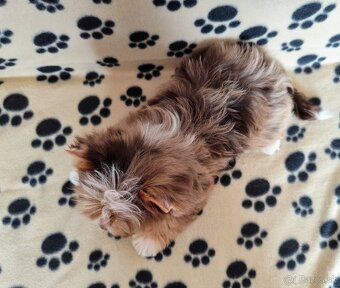 Yorkshire terrier - 5