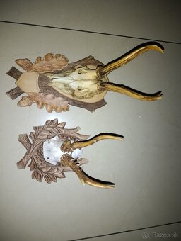 Predám zbierku parožia - 5