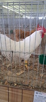 Kohúty Leghorn - 5