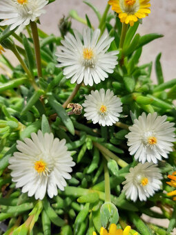 Delosperma - 5