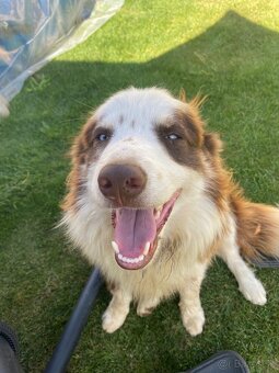 Psík Border kólia – red merle - 5