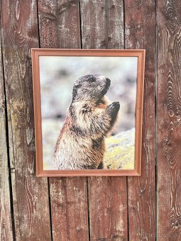 Živé Obrazy - Fotografia na platne - 5