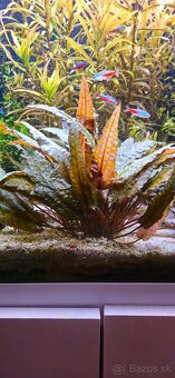Cryptocoryne wendtii Brown - 5