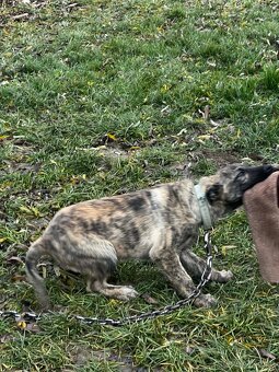 Stenata Holandsky Ovciak - 5