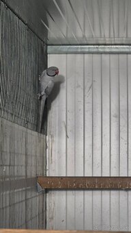 Alexander malý chovný pár 2020 - 5