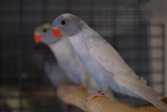 Alexander malý straky páry - 5