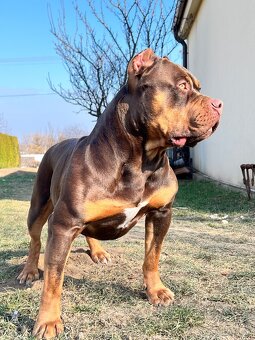 AMERICAN BULLY XL s PP - 5