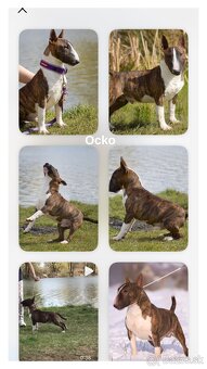 Mini bullterrier - Košice - 5