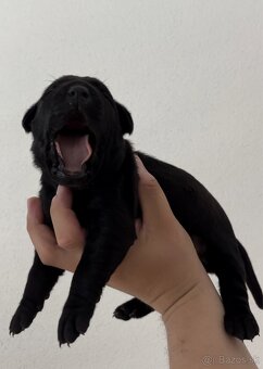 Americky bandog / Bandog - 5