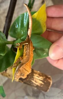 Pagekon riasnaty (correlophus ciliatus) - 5