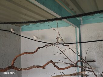 Kanarik žltý achat , žlto zelený - 5