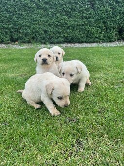 Labrador - 5